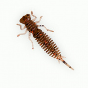 Larva 3   006   (74936) 00630L