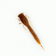 X-Larva 2   002   (104676)